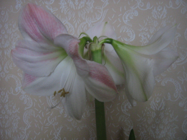 IMG_5726 - amaryllis