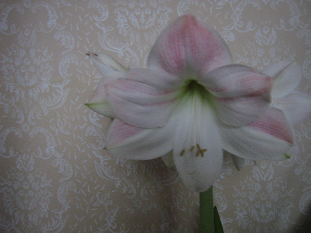 IMG_5727 - amaryllis