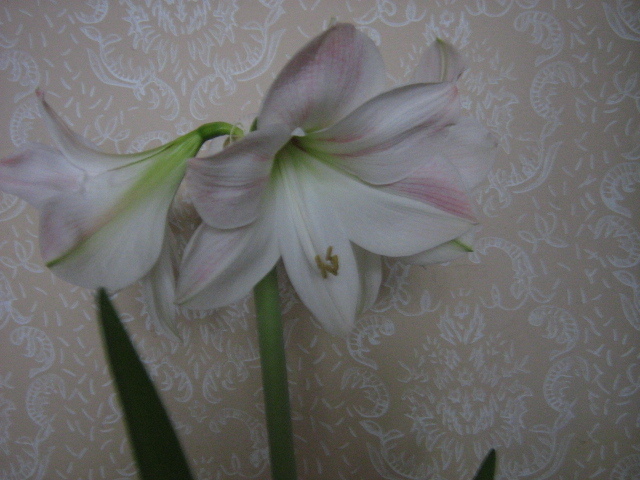 IMG_5728 - amaryllis