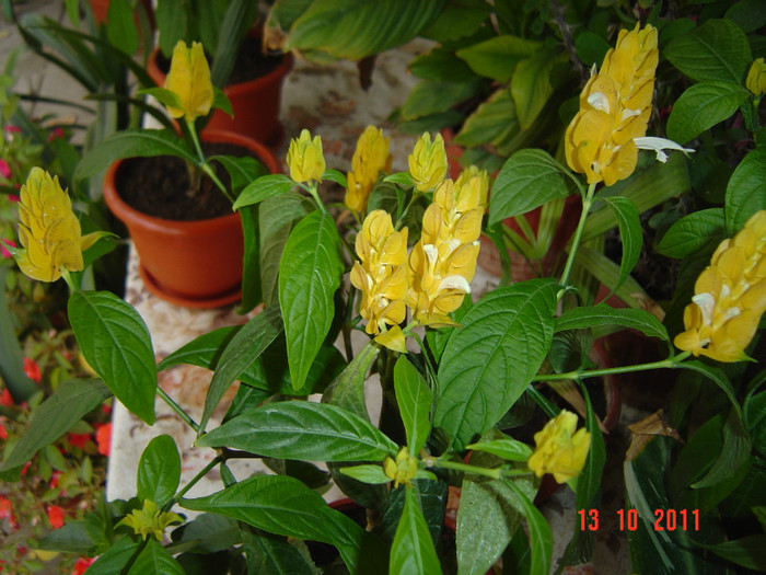 poze 279 - 2011-2012 FLORI DE CAMERA