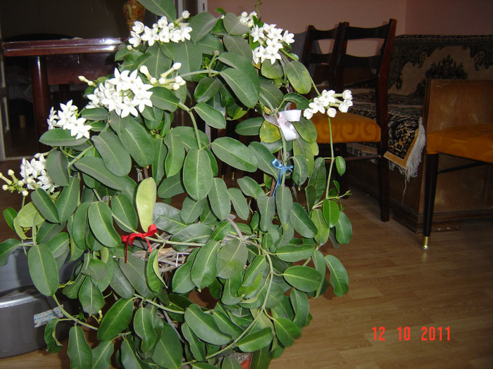 poze 253 - 0- STEPHANOTIS