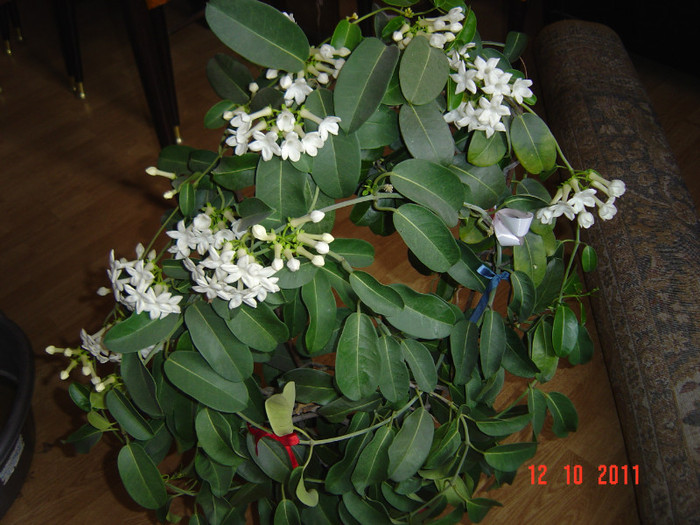 poze 251 - 0- STEPHANOTIS