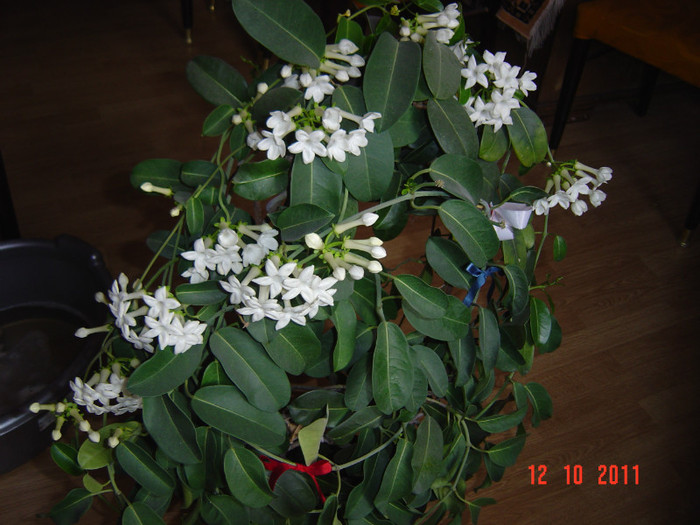 poze 252 - 0- STEPHANOTIS