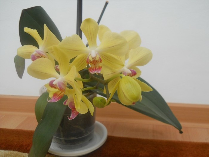 DSCN3446 - 1 orhidee