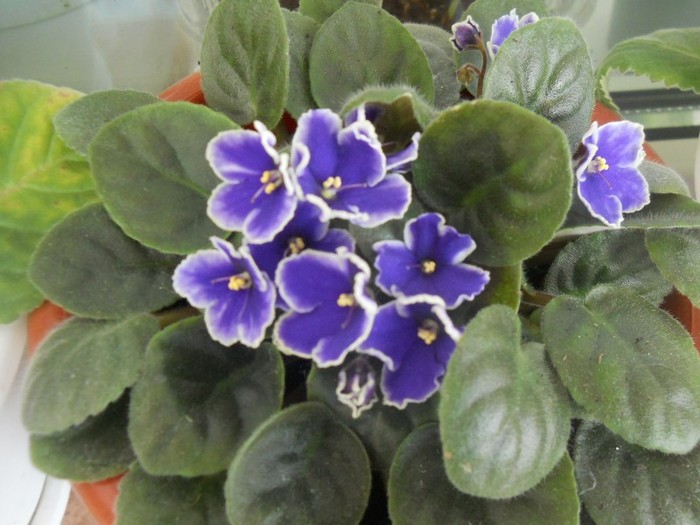 Picture 154 - violete