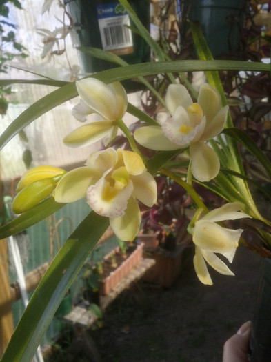 Jane Lou 13.10.11 - Cimbidium6