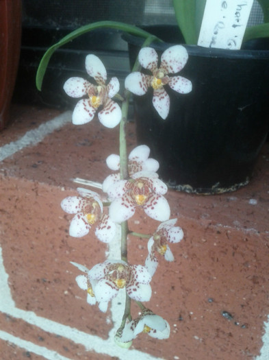 13.10.11 - Sarcochilus-orhidee