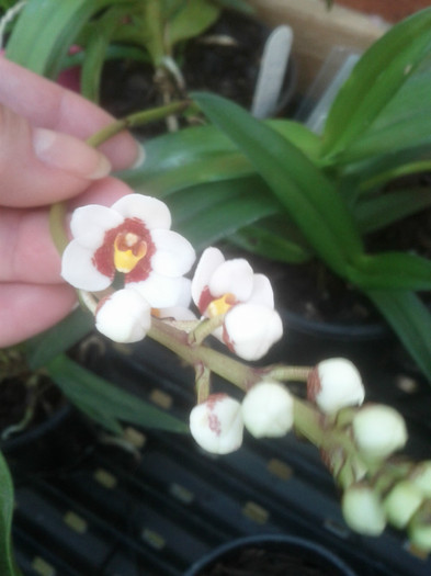  - Sarcochilus-orhidee