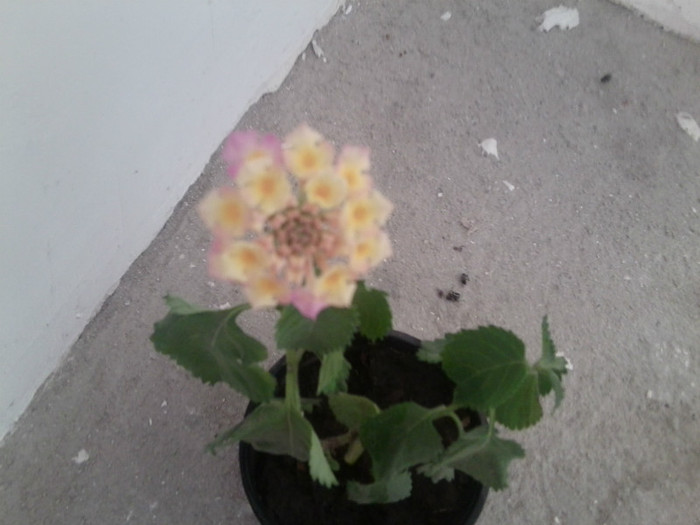 Fotografie1676 - talmes-balmes2011