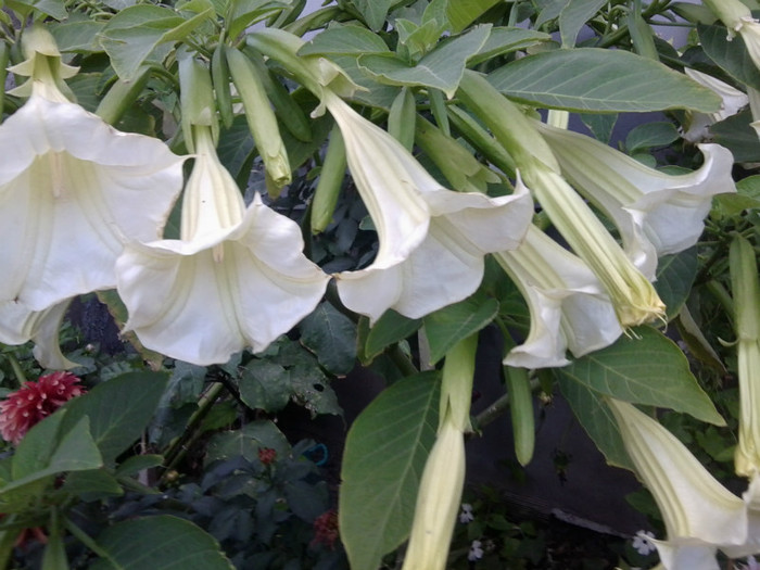 Fotografie1678 - talmes-balmes2011