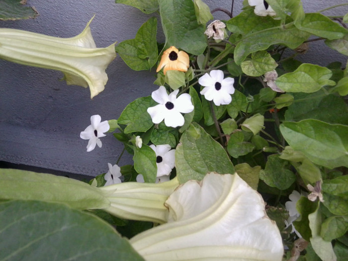 Fotografie1680 - talmes-balmes2011