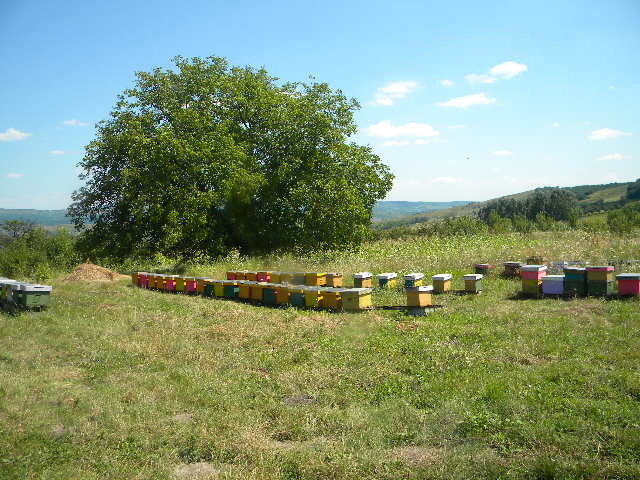 DSCN7563