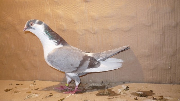 Dat in Turda la Cristi - D- Porumbei JUCATORI DE GALATI VANDUTI Album 1