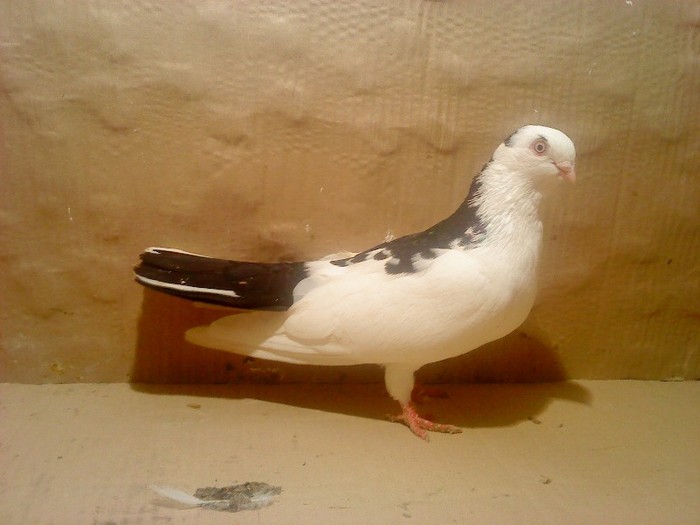 Data in Turda la Sorin - D- Porumbei JUCATORI DE GALATI VANDUTI Album 1