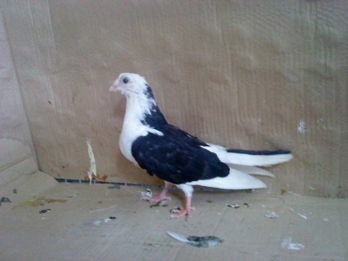 Dat in Turda la Sorin - D- Porumbei JUCATORI DE GALATI VANDUTI Album 1