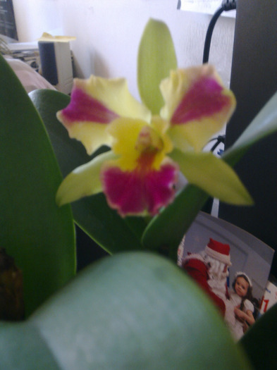 caty -ultima achizitie - cattleya