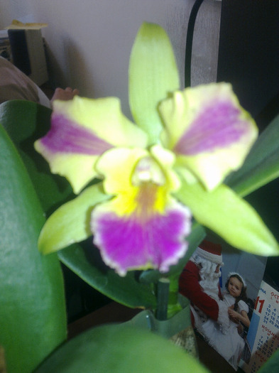 caty - cattleya