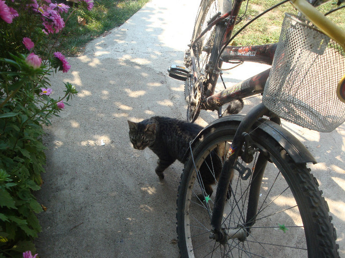Pisicul vecinicilor cu bici mea - ieeeee