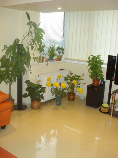 FLORI DE LA CRISTI..