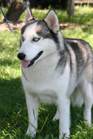 minature_siberian_husky-12934 - caini husky