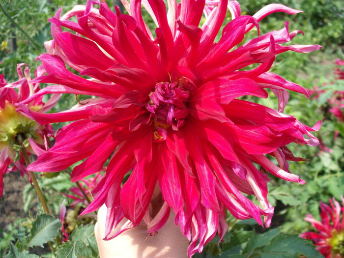 Picture 026 - din  gradina