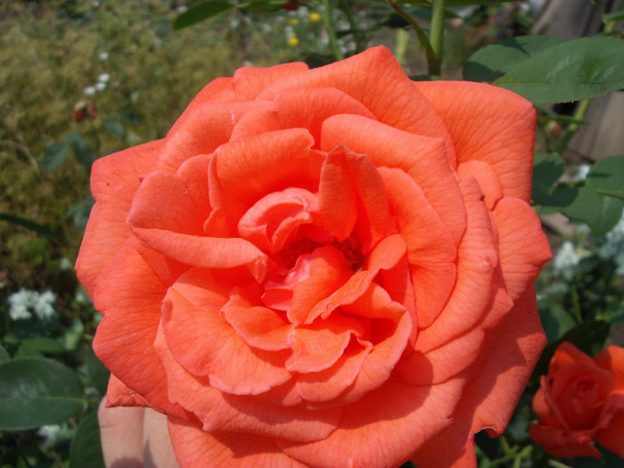 Picture 029 - din  gradina