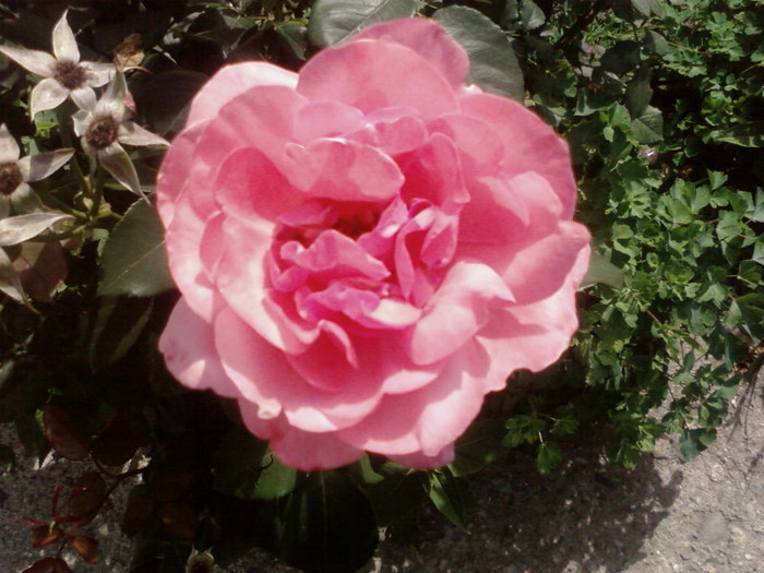 SP_A0172 - din  gradina