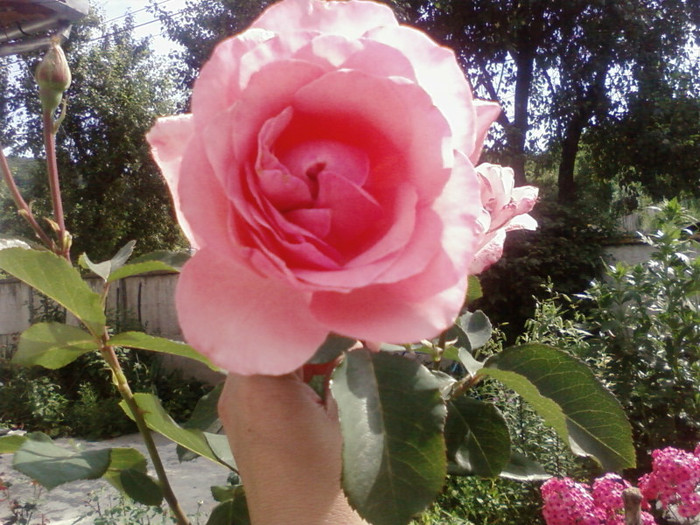 SP_A0173 - din  gradina