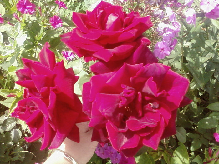 SP_A0174 - din  gradina