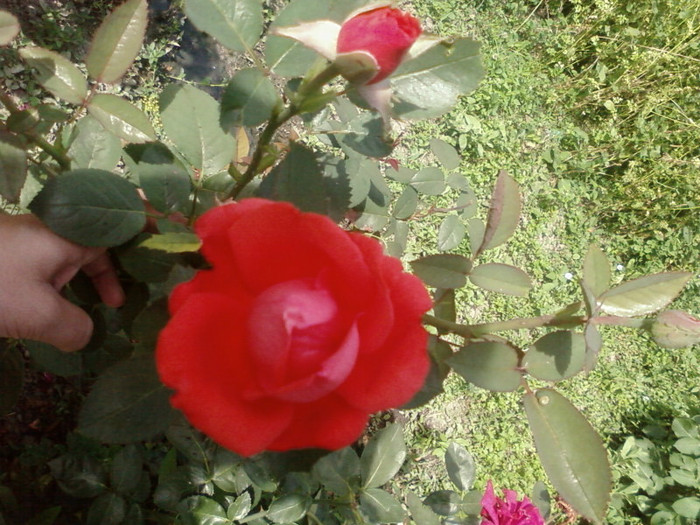 SP_A0176 - din  gradina