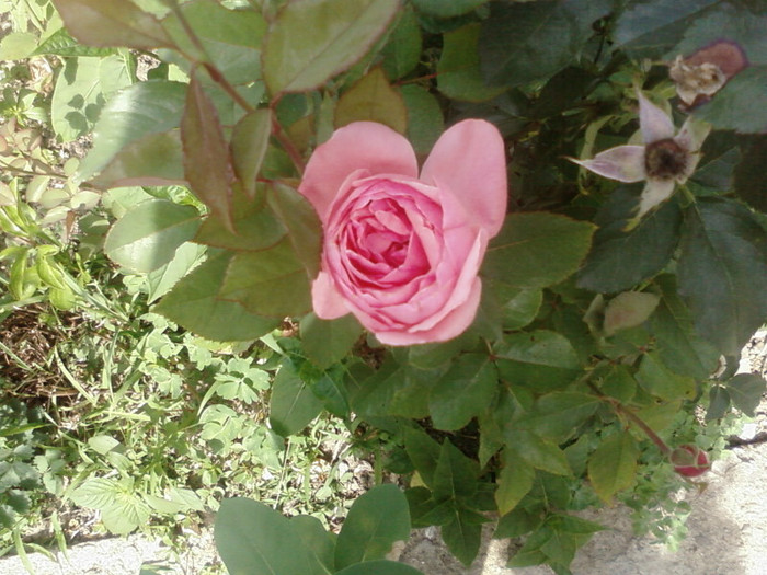 SP_A0178 - din  gradina