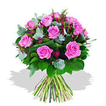 trandafiri-roz-poza-t-p-n-d_311 - poze roz