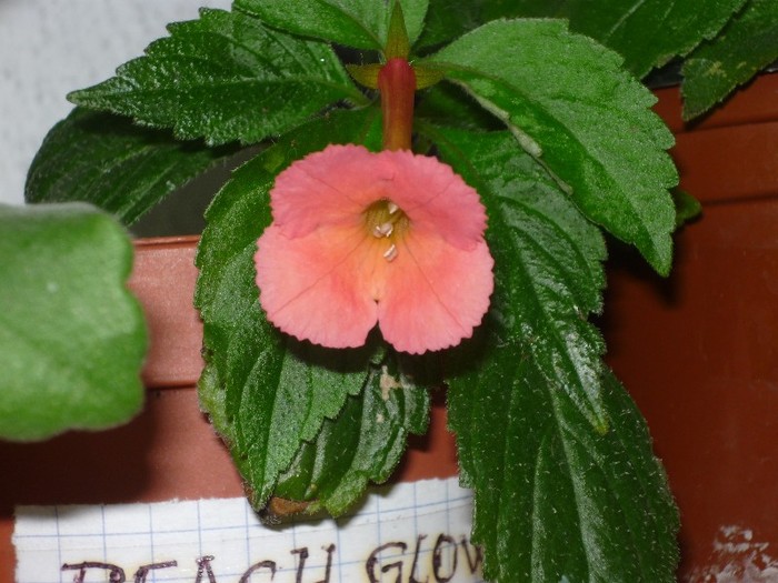 Peach Glow - Achimenes