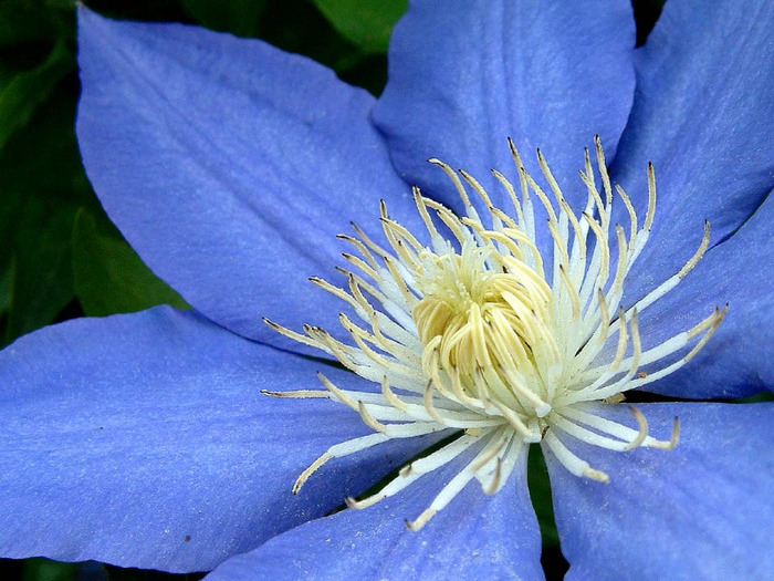 1154697850_1024x768_flower-wallpaper-ii-blue-flower - florile