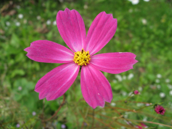 aster-pink-flower-amellus4652 - florile