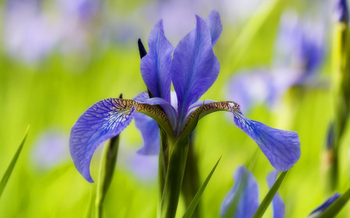 blue-iris-flower - florile