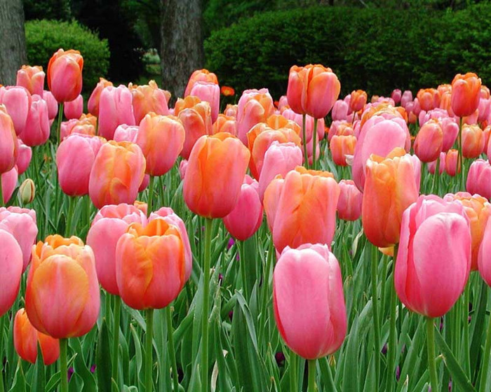 flower_wallpaper_flower_tulips