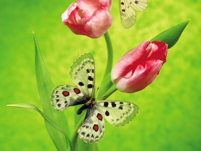 Flowers-Buds-Fly