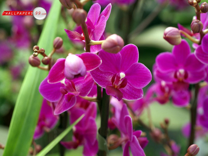 Orchid_flowers_7584