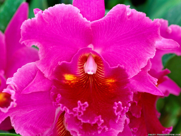 pink-passion-cattleya-orchid-wallpaper-1600x1200 - florile