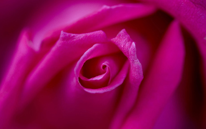 pink-rose-petals - florile