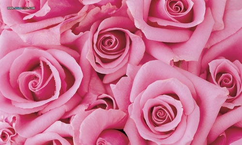 pink-roses-3d-wallpaper