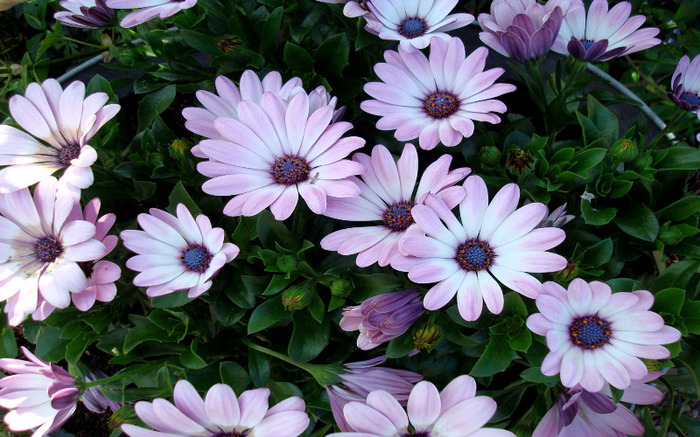 Purple-Flowers_wallpaper - florile