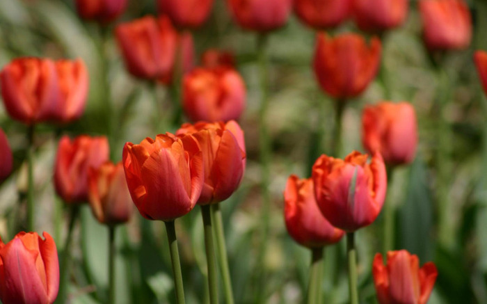 red_tulips3_1920x1200