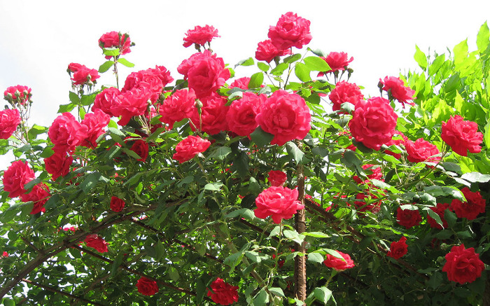 red-roses-flower-wallpaper-wide-full-hd0102 - florile