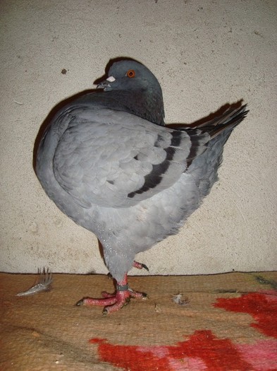 achizitie madar ciprian