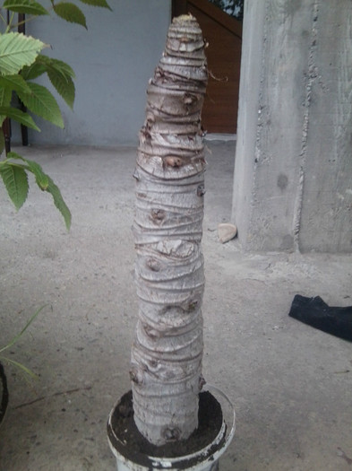 Fotografie1743 - talmes-balmes2011