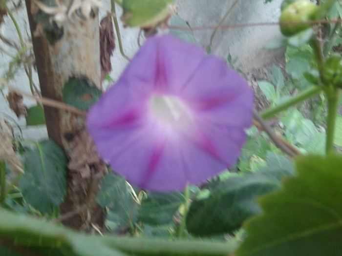 Fotografie1744 - talmes-balmes2011