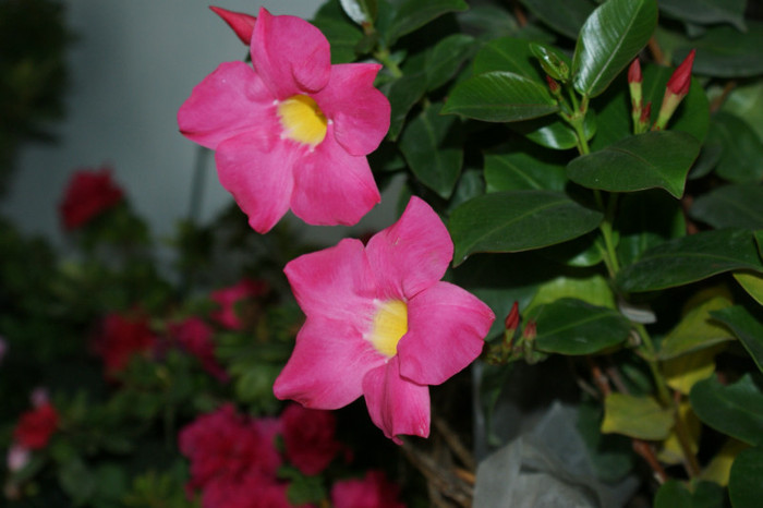 DSC04326 - 0 Vine iarna-Plante la adapost in balcon 15 10 2011