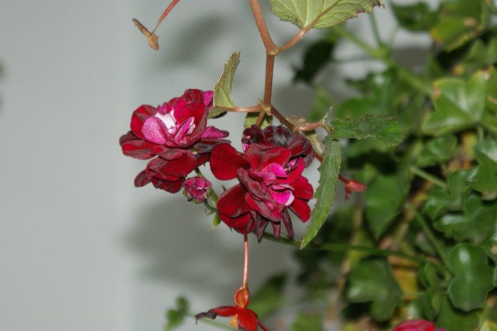 DSC04331 - 0 Vine iarna-Plante la adapost in balcon 15 10 2011